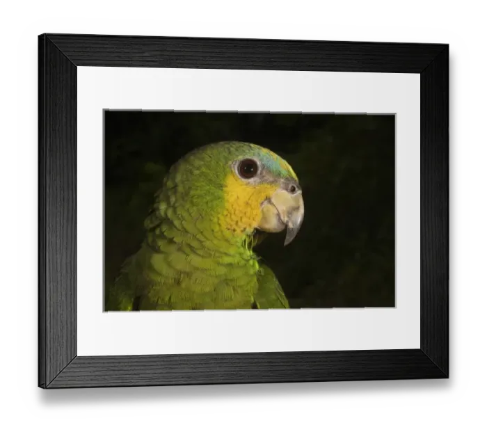 Framed Print : Orange-winged Parrot
