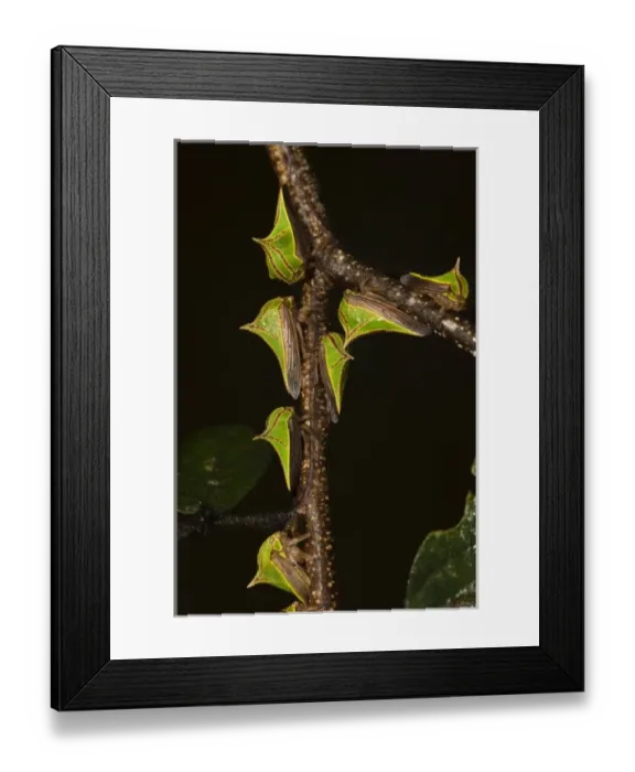 Framed Print : South America, Guyana Framed Print : South America, Guyana