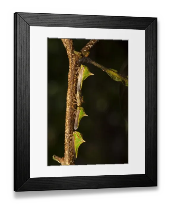 Framed Print : South America, Guyana Framed Print : South America, Guyana