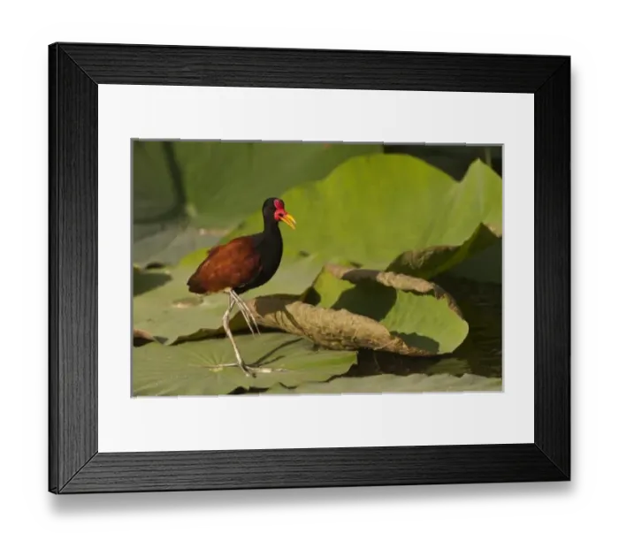 Framed Print : South America, Guyana Framed Print : South America, Guyana