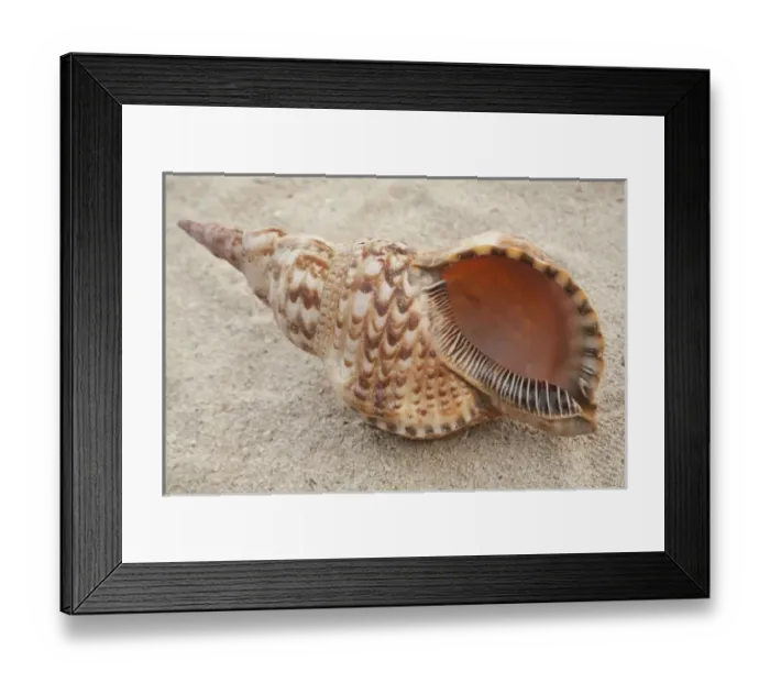 Framed Print : Central America, Honduras, Bay Islands, Utila, Utopia Village, seashell