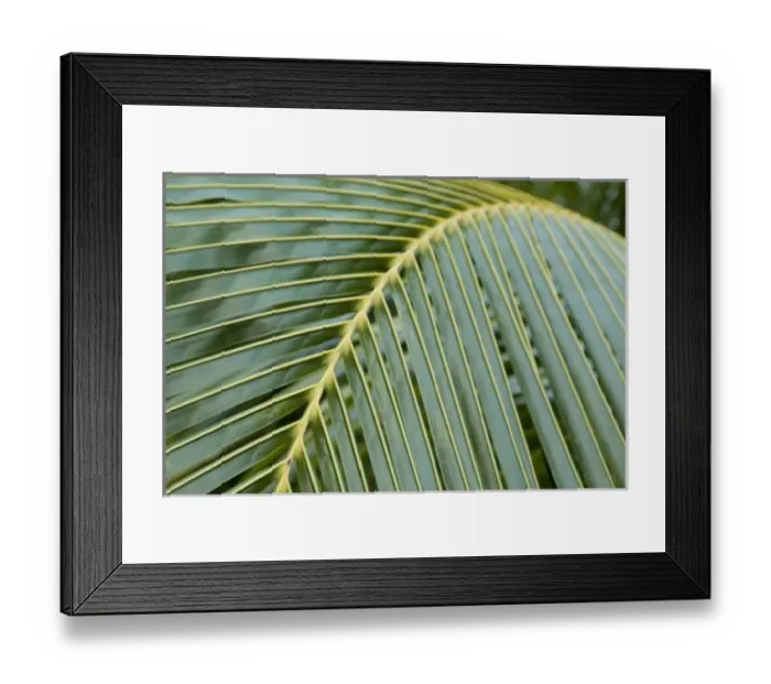 Framed Print : Central America, Honduras, Bay Islands, Roatan, Palmetto Bay Plantation. (PR) Framed Print : Central America, Honduras, Bay Islands, Roatan, Palmetto Bay Plantation. (PR)