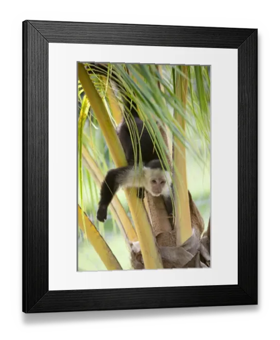 Framed Print : Central America, Honduras