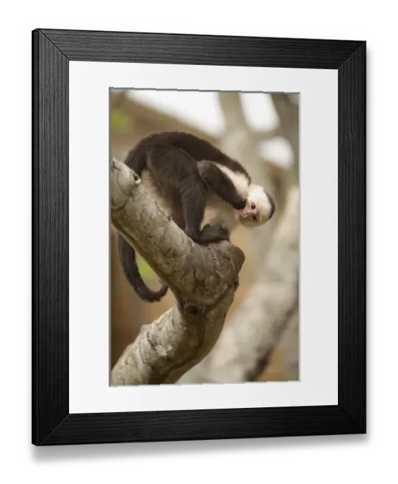 Framed Print : Central America, Honduras Framed Print : Central America, Honduras