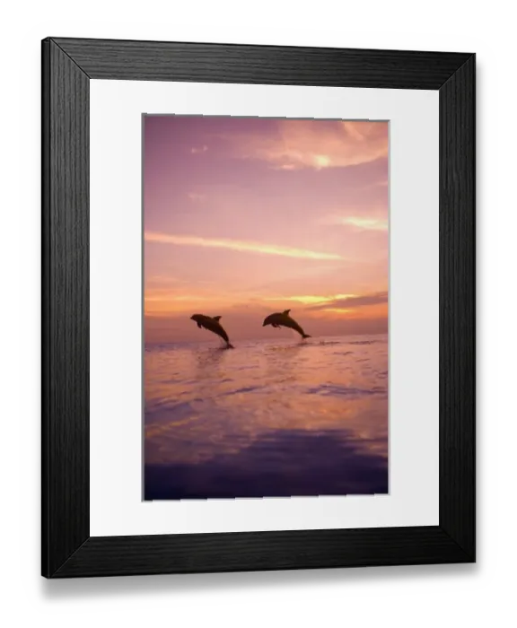 Framed Print : Bottlenose Dolphins (Tursiops truncatus) Caribbean Sea near Roatan, Honduras