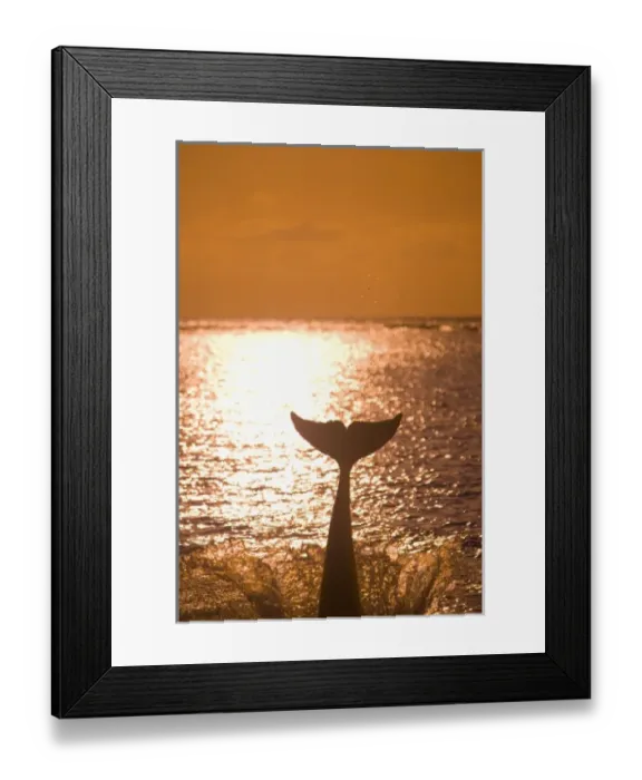 Framed Print : Bottlenose Dolphins (Tursiops truncatus) Caribbean Sea near Roatan, Honduras Framed Print : Bottlenose Dolphins (Tursiops truncatus) Caribbean Sea near Roatan, Honduras