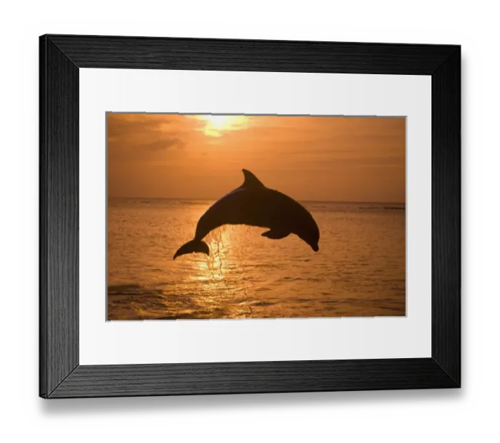 Framed Print : Bottlenose Dolphins (Tursiops truncatus) Caribbean Sea near Roatan, Honduras