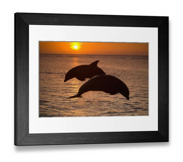Framed Print : Bottlenose Dolphins (Tursiops truncatus) Caribbean Sea near Roatan, Honduras