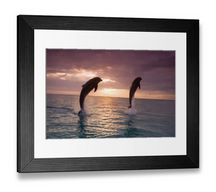 Framed Print : Bottlenose Dolphins (Tursiops truncatus) Caribbean Sea near Roatan, Honduras