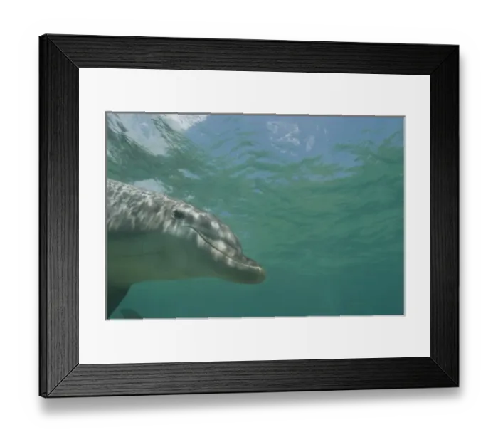 Framed Print : Bottlenose Dolphins (Tursiops truncatus) Caribbean Sea near Roatan, Honduras
