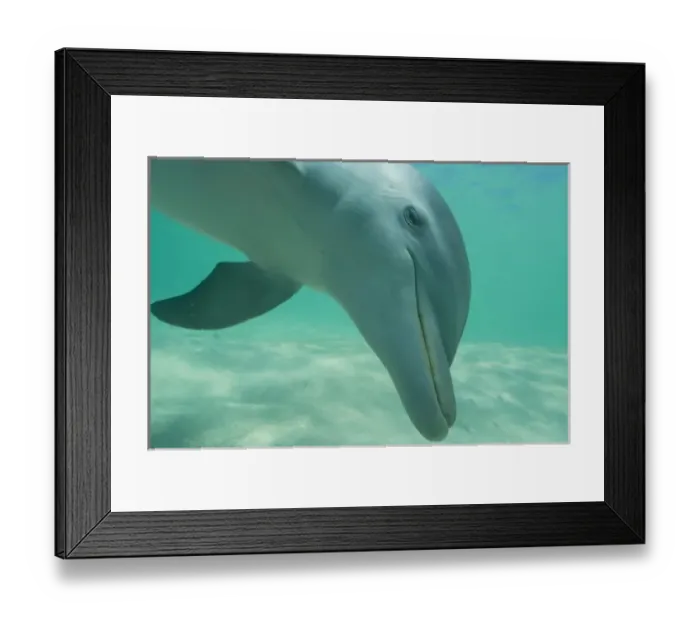 Framed Print : Bottlenose Dolphins (Tursiops truncatus) Carribean Sea near Roatan, Honduras