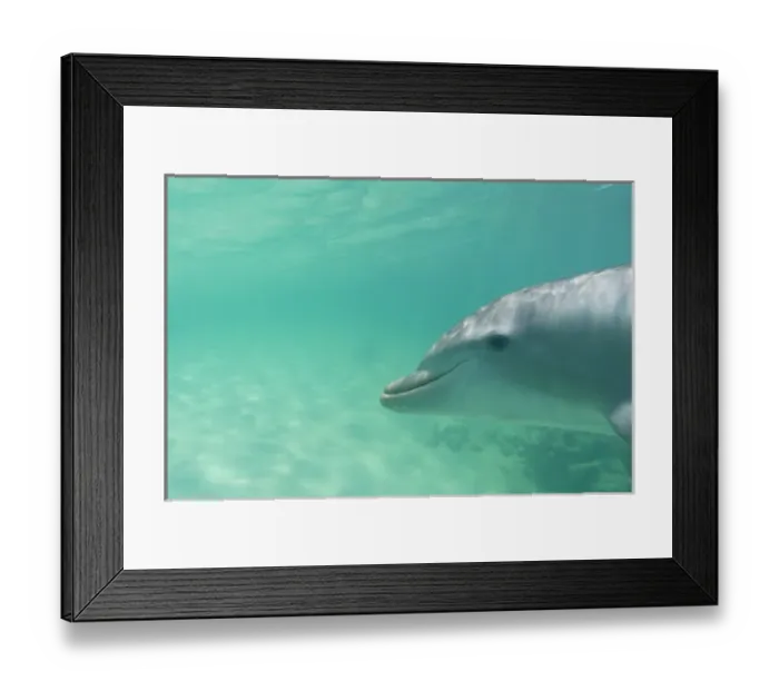 Framed Print : Bottlenose Dolphins (Tursiops truncatus) Caribbean Sea near Roatan, Honduras