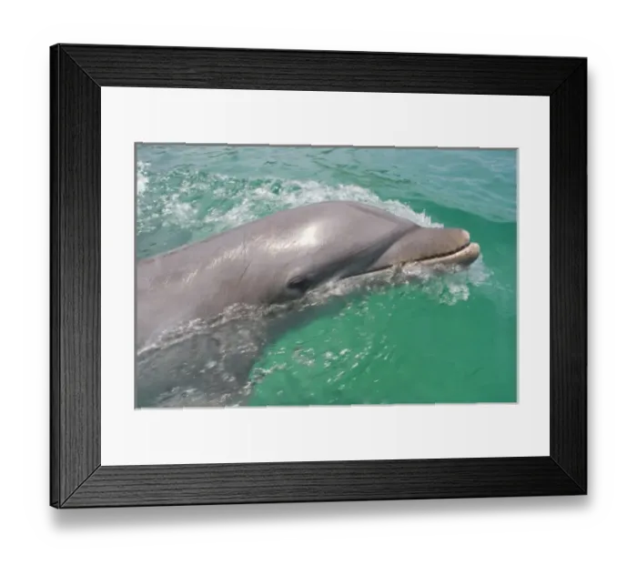 Framed Print : Bottlenose Dolphins (Tursiops truncatus) Caribbean Sea near Roatan, Honduras Framed Print : Bottlenose Dolphins (Tursiops truncatus) Caribbean Sea near Roatan, Honduras