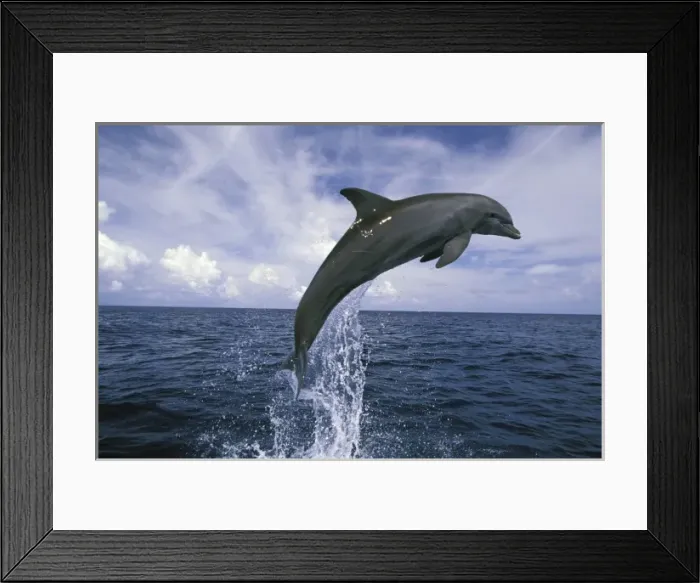 Framed Print : Central America, Honduras. Bottlenose Dolphin (Tursiops truncatus) Framed Print : Central America, Honduras. Bottlenose Dolphin (Tursiops truncatus)