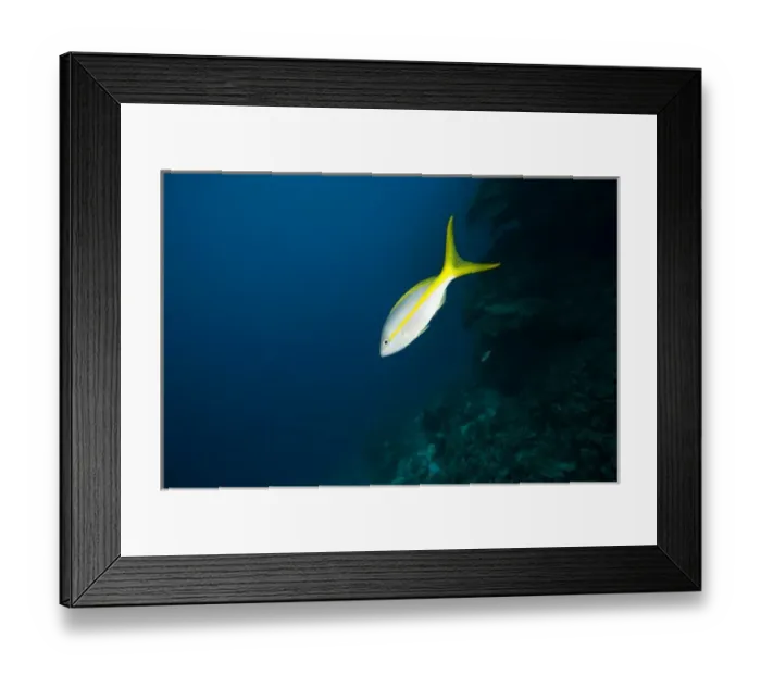Framed Print : Yellowtail Snapper, Caribbean Scuba Diving, Roatan, Bay Islands, Honduras, Central Framed Print : Yellowtail Snapper, Caribbean Scuba Diving, Roatan, Bay Islands, Honduras, Central