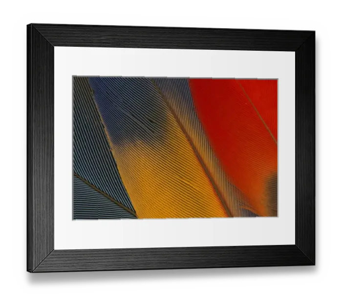 Framed Print : Honduras. Endangered scarlet macaw feathers, or ara macao Framed Print : Honduras. Endangered scarlet macaw feathers, or ara macao