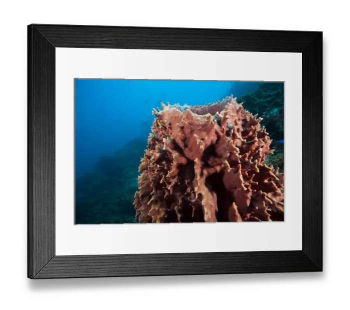 Framed Print : Giant Barrel Sponge (Xestopongia muta). Caribbean Scuba Diving, Roatan, Bay Islands Framed Print : Giant Barrel Sponge (Xestopongia muta). Caribbean Scuba Diving, Roatan, Bay Islands