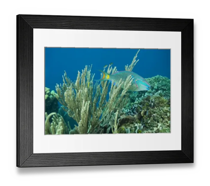 Framed Print : Stoplight Parrotfish (Sparisoma viride), Caribbean Scuba Diving, Roatan, Bay Islands Framed Print : Stoplight Parrotfish (Sparisoma viride), Caribbean Scuba Diving, Roatan, Bay Islands