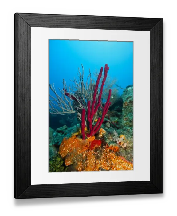 Framed Print : Colorful red sponges, Roatan marine park Caribbean Scuba Diving, Roatan, Bay Islands Framed Print : Colorful red sponges, Roatan marine park Caribbean Scuba Diving, Roatan, Bay Islands