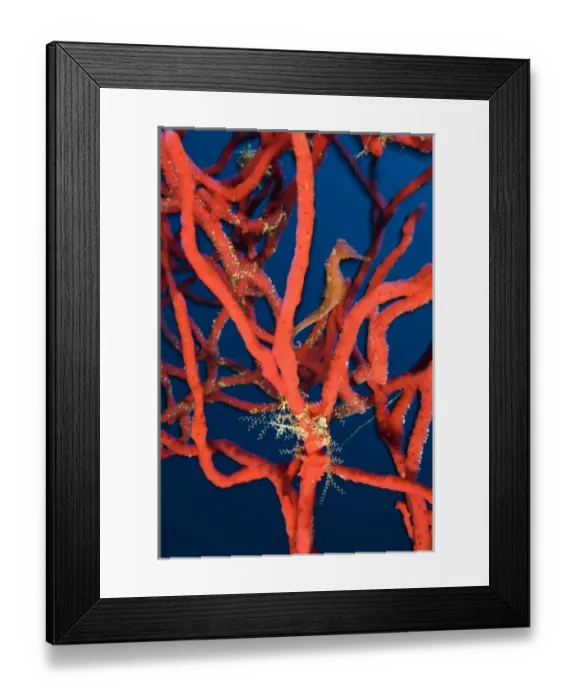Framed Print : Longsnout Seahorse (Hippocampus reidi), Roatan Marine Park, Caribbean Scuba Diving