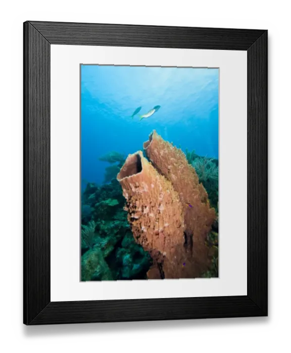 Framed Print : Giant Barrel Sponges (Xestopongia muta), Roatan marine park, Caribbean Scuba Diving Framed Print : Giant Barrel Sponges (Xestopongia muta), Roatan marine park, Caribbean Scuba Diving