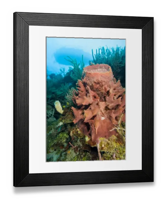 Framed Print : Giant Barrel Sponges (Xestopongia muta), Caribbean Scuba Diving, Roatan, Bay Islands Framed Print : Giant Barrel Sponges (Xestopongia muta), Caribbean Scuba Diving, Roatan, Bay Islands