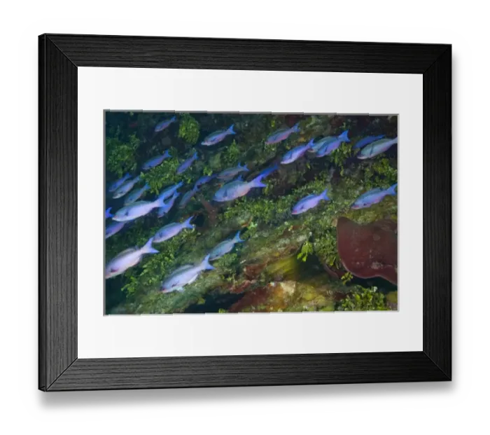 Framed Print : Creole Wrasse (Clepticus parrae), Caribbean Scuba Diving, Roatan, Bay Islands, Honduras