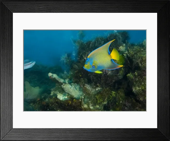 Framed Print : Queen Angelfish (Holacanthus ciliaris), Caribbean Scuba Diving, Roatan, Bay Islands Framed Print : Queen Angelfish (Holacanthus ciliaris), Caribbean Scuba Diving, Roatan, Bay Islands