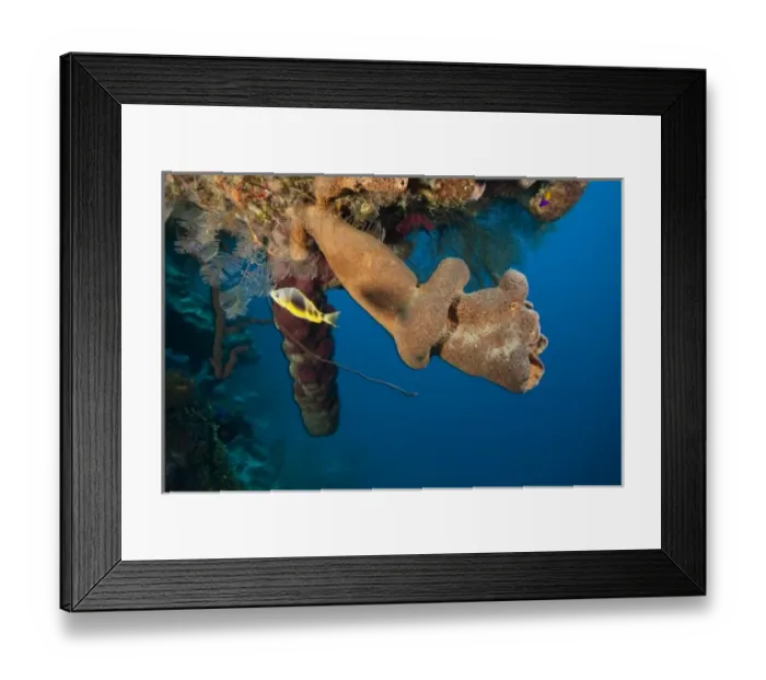 Framed Print : hamlet and Branching Vase Sponge (Callyspongia vaginalis), Caribbean Scuba Diving Framed Print : hamlet and Branching Vase Sponge (Callyspongia vaginalis), Caribbean Scuba Diving
