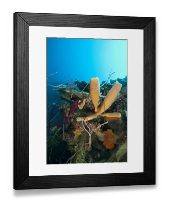 Framed Print : Branching Vase Sponge (Callyspongia vaginalis), Caribbean Scuba Diving, Roatan, Bay Islands