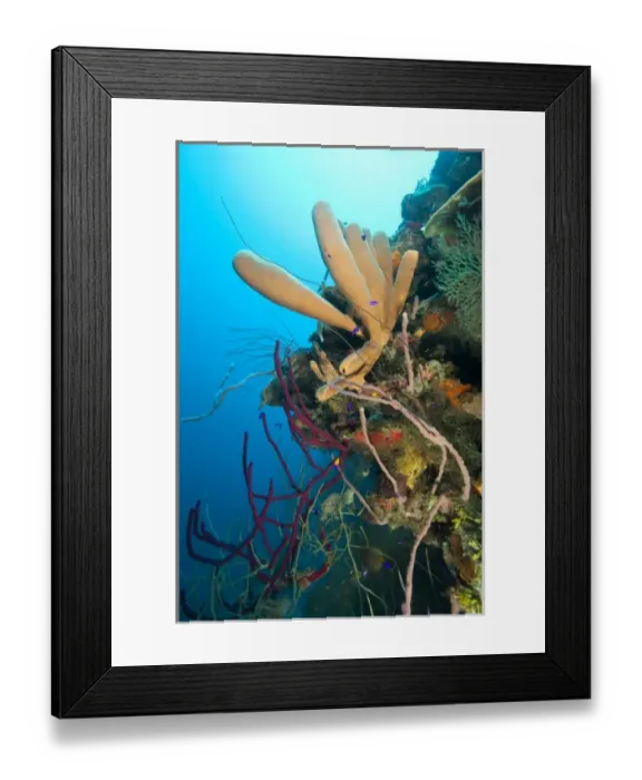 Framed Print : Branching Vase Sponge (Callyspongia vaginalis), Caribbean Scuba Diving, Roatan, Bay Islands Framed Print : Branching Vase Sponge (Callyspongia vaginalis), Caribbean Scuba Diving, Roatan, Bay Islands