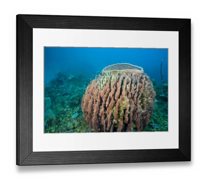 Framed Print : Giant Barrel Sponges (Xestopongia muta), Caribbean Scuba Diving, Roatan, Bay Islands Framed Print : Giant Barrel Sponges (Xestopongia muta), Caribbean Scuba Diving, Roatan, Bay Islands