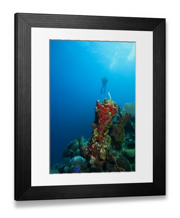 Framed Print : (MR) Scuba Diver, Red Sponge (Mycale sp. ), Utila, Bay Islands, Honduras, Central America