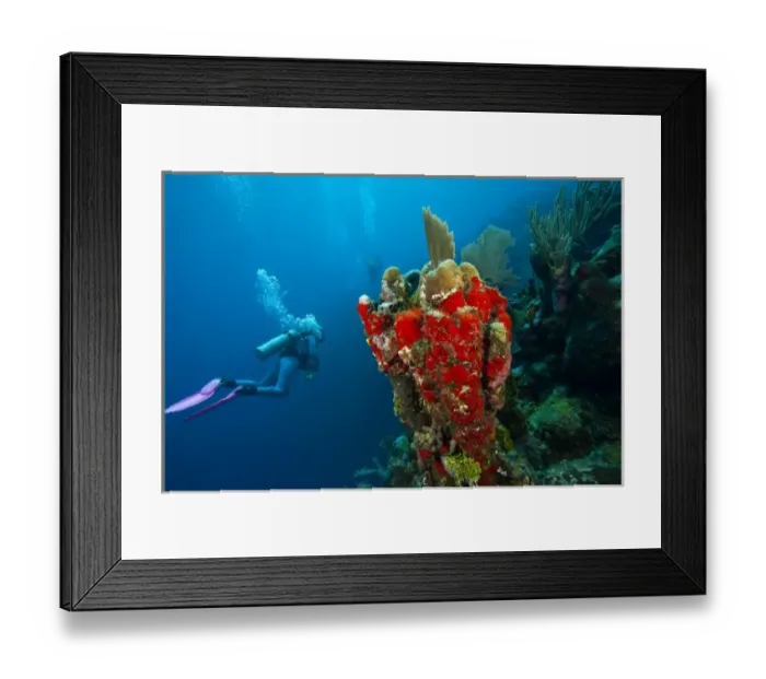 Framed Print : (MR) Scuba Diver, Red Sponge (Mycale sp. ), Utila, Bay Islands, Honduras, Central America Framed Print : (MR) Scuba Diver, Red Sponge (Mycale sp. ), Utila, Bay Islands, Honduras, Central America