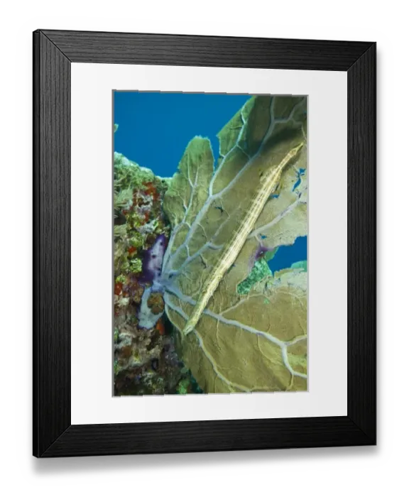 Framed Print : Trumpetfish (Aulostomus maculatus) near Purple Sea Fan, Utila, Bay Islands, Honduras Framed Print : Trumpetfish (Aulostomus maculatus) near Purple Sea Fan, Utila, Bay Islands, Honduras