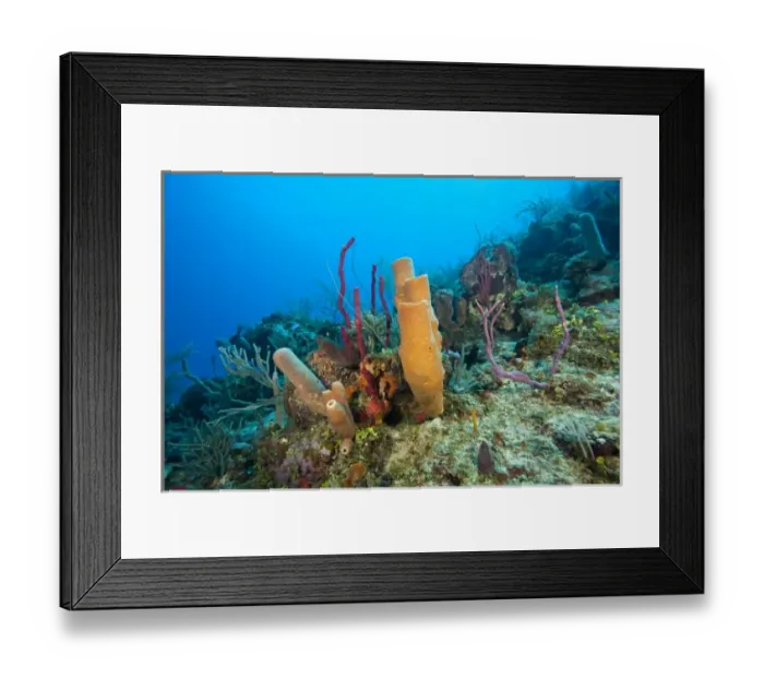 Framed Print : pristine reef with red rope & branching vase sponges, North Side of Utila, Bay Islands Framed Print : pristine reef with red rope & branching vase sponges, North Side of Utila, Bay Islands
