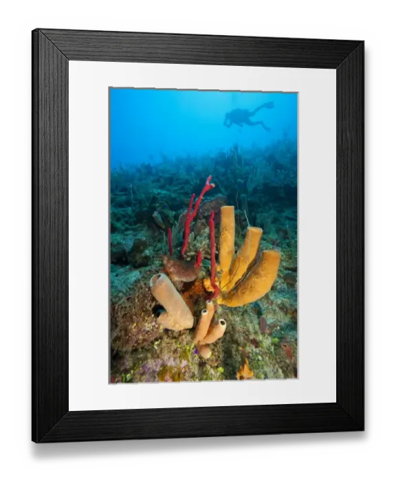 Framed Print : (MR) diver & Red finger Sponge (Haliclona rubens), Utila, Bay Islands, Honduras Framed Print : (MR) diver & Red finger Sponge (Haliclona rubens), Utila, Bay Islands, Honduras