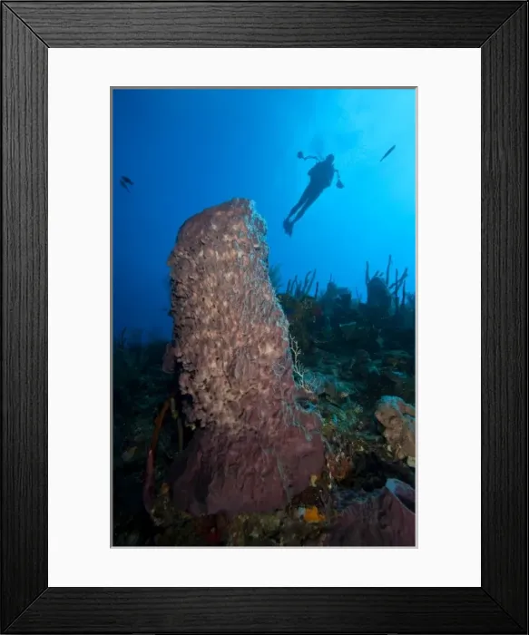 Framed Print : (MR) Scuba Divers with an underwater cmaera, Giant Barrel Sponges (Xestopongia muta)