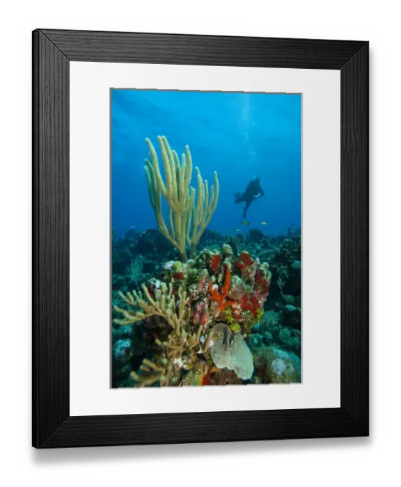 Framed Print : (MR) divers and pristine coral reef, Utila, Bay Islands, Honduras, Central America Framed Print : (MR) divers and pristine coral reef, Utila, Bay Islands, Honduras, Central America