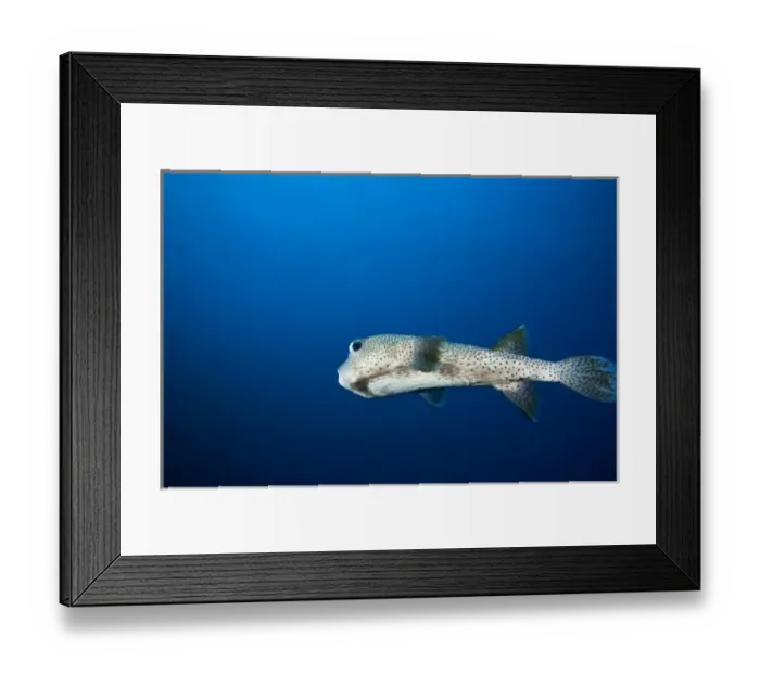 Framed Print : Spotted Puffer (Chilomyclerus atinga), Utila, Bay Islands, Honduras, Central America Framed Print : Spotted Puffer (Chilomyclerus atinga), Utila, Bay Islands, Honduras, Central America