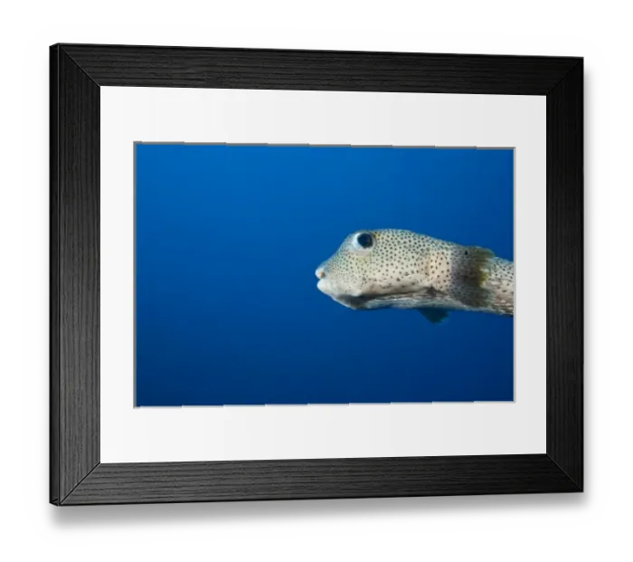 Framed Print : Spotted Puffer (Chilomyclerus atinga), Utila, Bay Islands, Honduras, Central America Framed Print : Spotted Puffer (Chilomyclerus atinga), Utila, Bay Islands, Honduras, Central America