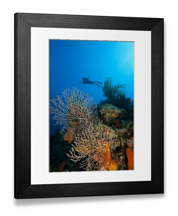 Framed Print : (MR) scuba diver with underwater camera, North side of Utila, Bay Islands, Honduras