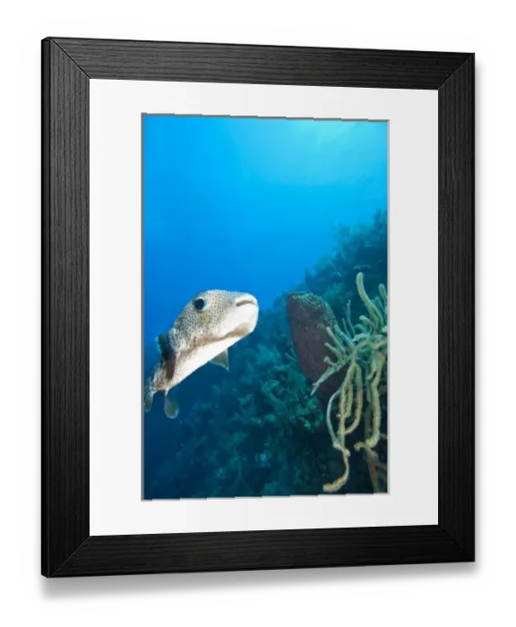 Framed Print : Utila, Bay Islands, Honduras, Central America Framed Print : Utila, Bay Islands, Honduras, Central America