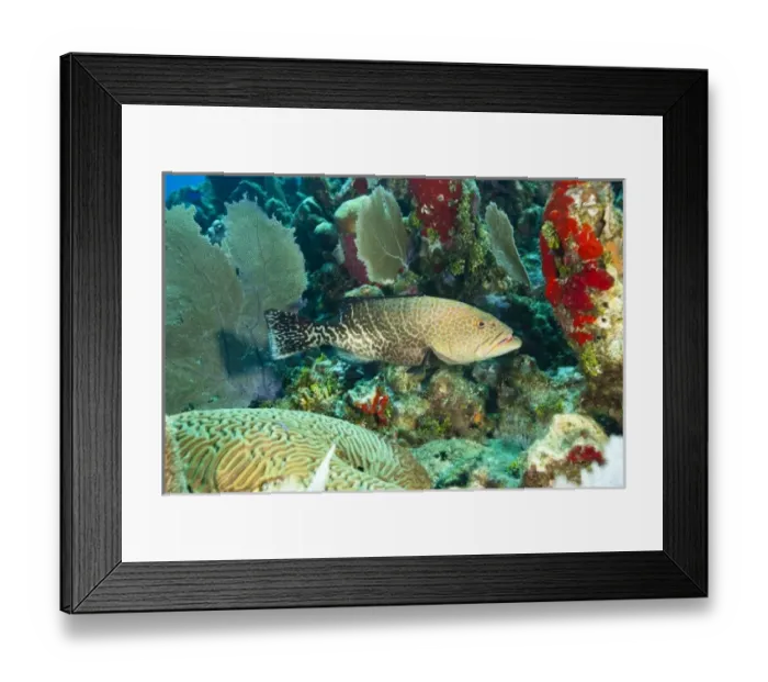 Framed Print : Grouper (Epinephelus sp. ), Utila, Bay Islands, Honduras, Central America Framed Print : Grouper (Epinephelus sp. ), Utila, Bay Islands, Honduras, Central America