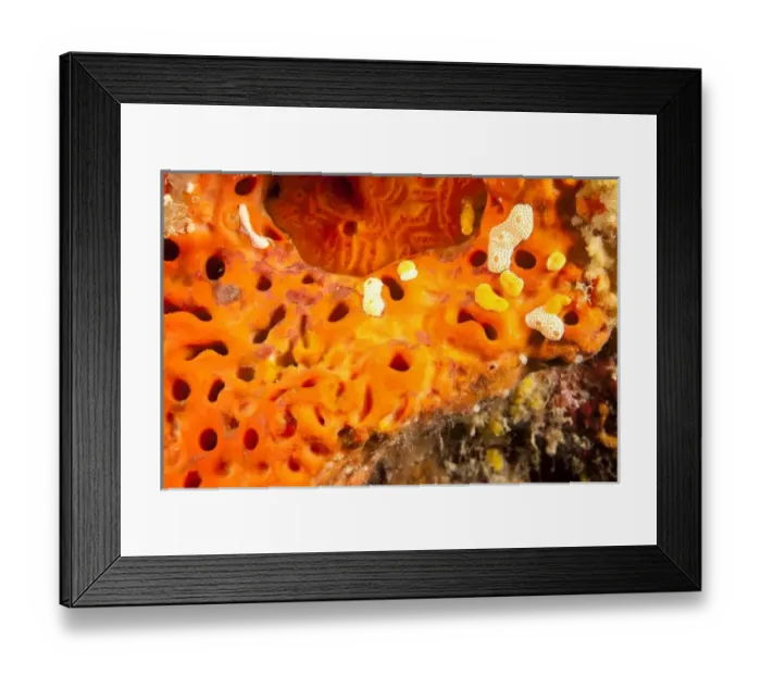 Framed Print : brilliant organge sponge, Utila, North Side, Bay Islands, Honduras, Central America Framed Print : brilliant organge sponge, Utila, North Side, Bay Islands, Honduras, Central America