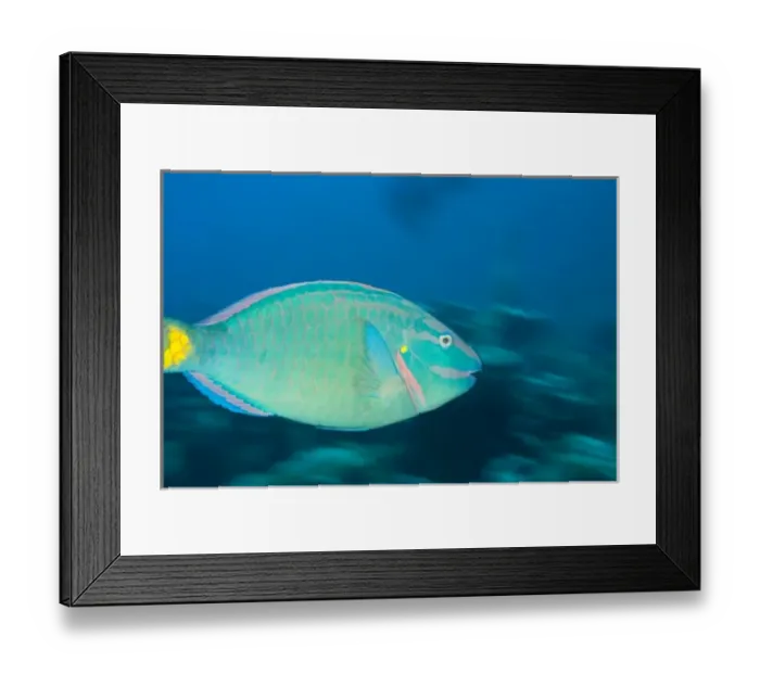 Framed Print : Stoplight Parrotfish (Sparisoma viride), North Side of Utila, Bay Islands, Honduras