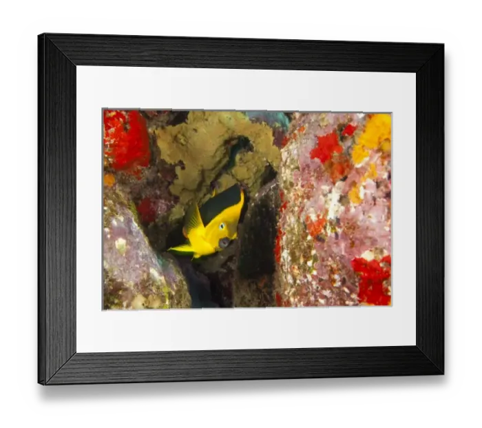Framed Print : Rock Beauty, Utila, North Side, Bay Islands, Honduras, Central America Framed Print : Rock Beauty, Utila, North Side, Bay Islands, Honduras, Central America