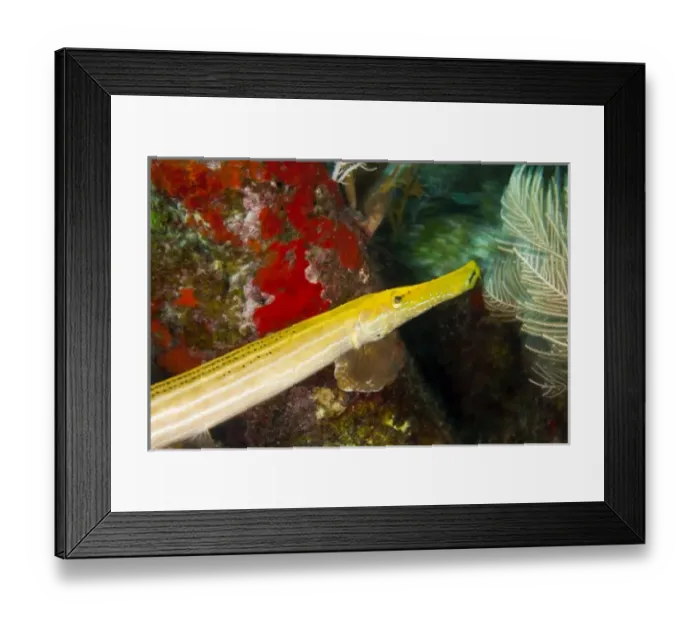 Framed Print : Central America, Honduras Framed Print : Central America, Honduras