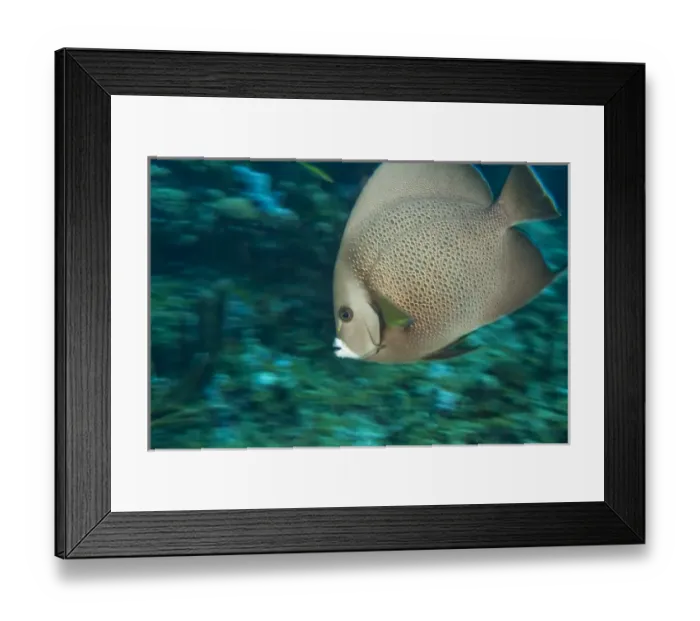Framed Print : Underwater Utila Framed Print : Underwater Utila