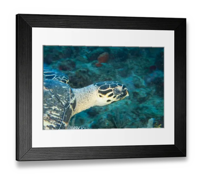 Framed Print : Hawksbill Turtle (Eretmochelys imbircata), Utila, North Side, Bay Islands, Honduras Framed Print : Hawksbill Turtle (Eretmochelys imbircata), Utila, North Side, Bay Islands, Honduras